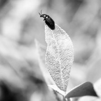 Мечтательный жук... Dreamy beetle... :: Сергей Леонтьев