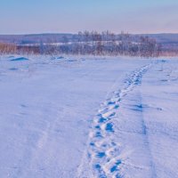 Поле :: Виктор Корочкин 