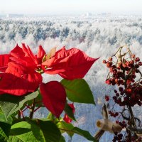 А за окном -зима.. :: Alexey YakovLev