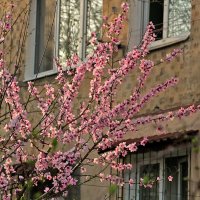 Расцветали персики и майки... :: Светлана 