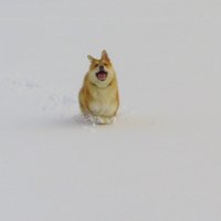 Не рыжий щенок на не белом снегу... :: Галина Полина