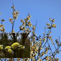 Синий, белый и желтый = весна :: Heinz Thorns