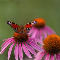 Эхинацея и бабочка :: Елена Ахромеева