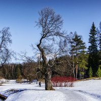 Март, Павловский парк (1) :: Александр 