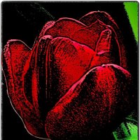 В мире тюльпанов :: Нина Корешкова
