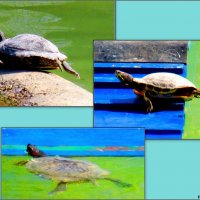 Из жизни болотных черепах :: Нина Бутко