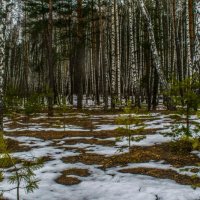 Весенний лес. :: Виктор Корочкин 