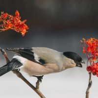 "...здесь так вкусно все, что мне не устоять!" :: Владимир Пименов