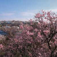 Южная бухта весной :: Елена Голос 