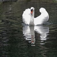 а белый лебедь на пруду.. :: ИРЭН@ .