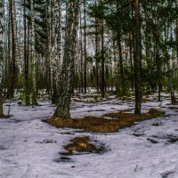 Весенний лес :: Виктор Корочкин 