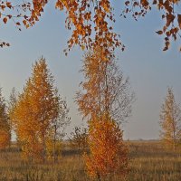 Живое  золото осени! :: Виталий Селиванов 
