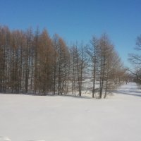 ...мороз и солнце  в феврале :: марина ковшова 