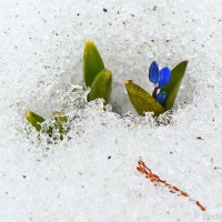 Первенец весны :: Сергей 