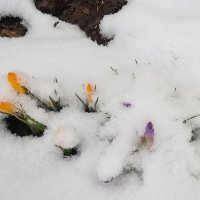 Крокусы в снегу :: Елена Павлова (Смолова)