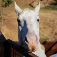 Портрет белого коня :: Ольга (crim41evp)