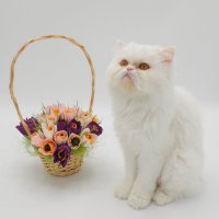 Белый котка :: Евгений Седов
