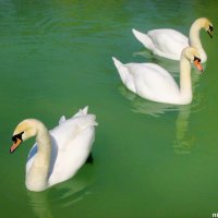 Белые лебеди :: Нина Бутко