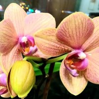 орхидеи на окне :: Елена Байдакова