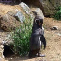 Пингвин :: Nina Yudicheva