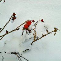 алые ягоды на снегу :: Владимир 