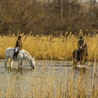 НА ВОДОПОИ :: олег добрый