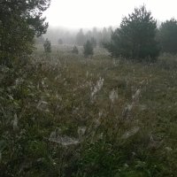 Утро, роса, туман, паутинки... :: Игорь Ч.