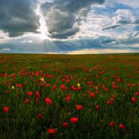 Цветут дикие тюльпаны в степи :: Фёдор. Лашков
