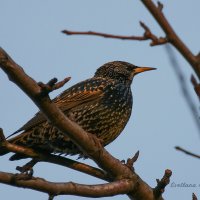 Вестник весны :: Светлана Карнаух