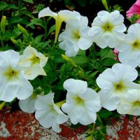 Петуньи белые цветы. :: nadyasilyuk Вознюк
