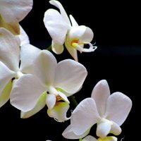 Белая орхидея :: Сергей Карачин