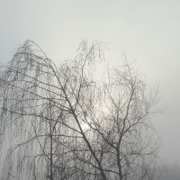 Туман :: Роман Савоцкий