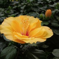 Великолепный цветок гибискуса... :: Тамара Бедай 