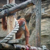 Orangutan :: Игорь Осипенко