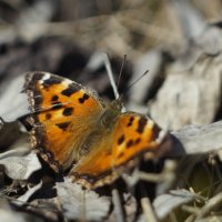 Свежие бабочки весны 2019  5 :: Александр Прокудин