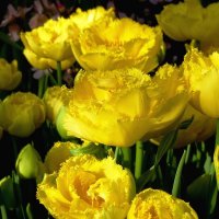 Желтые тюльпаны :: Лидия Бусурина