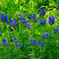 Лето.Синие цветы. :: nadyasilyuk Вознюк