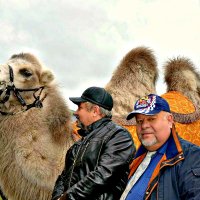Верблюд животное умное. :: Михаил Столяров