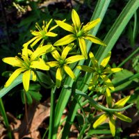 . Первоцветы.Gagea lutea (L.) Ker Gawl. (семейство Liliaceae)Гусиный лук жёлтый :: vodonos241 