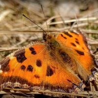 Свежие бабочки весны 2019 10 :: Александр Прокудин