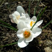 Нежный цветок весны крокус :: Елена Павлова (Смолова)