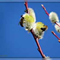 Пчелки на вербе.Весна!!! :: Ольга Митрофанова