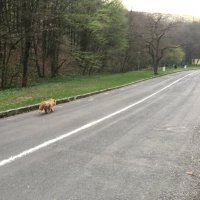 Собака на дороге :: Elena Leonenko