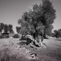 Апулия. Старинная реликтовая оливковая роща :: Евдокия Даренская