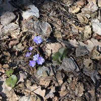 А вот и весна! :: Надежда Буранова 