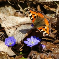 Весна: цветы и бабочки. :: Милешкин Владимир Алексеевич 