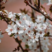 Весеннее творчество ... :: Владимир Икомацких