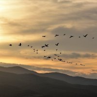 Полет пеликанов на закате. Греция. :: Елена Савчук 