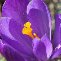 Crocus vernus :: wea *