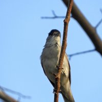 Blackcap :: чудинова ольга 